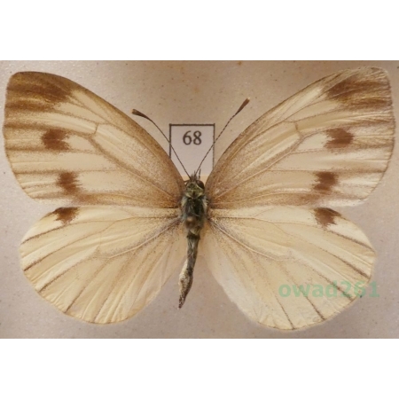 Pieris bryoniae (Hübner, 1806) female Bielinek bryonie Slovakia68